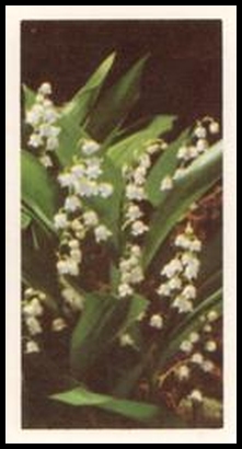 35 Lily of the Valley